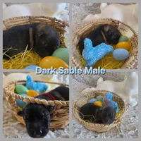 AKC Dark Sable Male GSD, a male German Shepherd Dog for sale in Muscatine, IA – Photo 2 of 10
