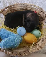 AKC Dark Sable Male GSD, a male German Shepherd Dog for sale in Muscatine, IA – Photo 4 of 10