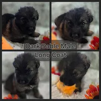 AKC Dark Sable Male Long Coat GSD, a male German Shepherd Dog for sale in Muscatine, IA – Photo 7 of 10