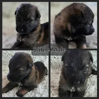 AKC Dark Sable Male Long Coat GSD, a male German Shepherd Dog for sale in Muscatine, IA – Photo 8 of 10