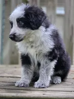 AKC Black Panda Male Long Coat GSD, a male German Shepherd Dog for sale in Muscatine, IA – 3 of 10