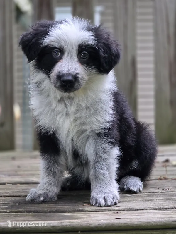 AKC Black Panda Male Long Coat – German Shepherd Dog puppy for sale in Muscatine, IA
