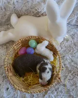 AKC Liver Panda Female GSD, a female German Shepherd Dog for sale in Muscatine, IA – Photo 8 of 8