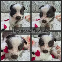 AKC Liver Panda Female GSD, a female German Shepherd Dog for sale in Muscatine, IA – 7 of 10