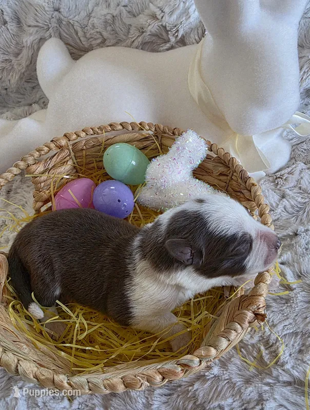 AKC Liver Panda Female GSD – German Shepherd Dog puppy for sale in Muscatine, IA