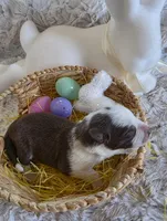 AKC Liver Panda Female GSD, a female German Shepherd Dog for sale in Muscatine, IA – Photo 1 of 8