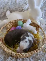 AKC Liver Panda Female GSD, a female German Shepherd Dog for sale in Muscatine, IA – Photo 7 of 8