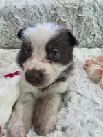 AKC Liver Panda Female GSD, a female German Shepherd Dog for sale in Muscatine, IA – 3 of 10