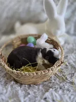 AKC Liver Panda Female GSD, a female German Shepherd Dog for sale in Muscatine, IA – Photo 6 of 8