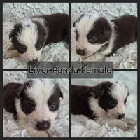 AKC Liver Panda Female GSD, a female German Shepherd Dog for sale in Muscatine, IA – 8 of 10