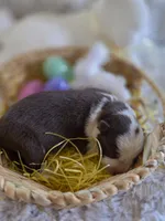 AKC Liver Panda Female GSD, a female German Shepherd Dog for sale in Muscatine, IA – Photo 4 of 8