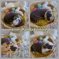 AKC Liver Panda Female GSD, a female German Shepherd Dog for sale in Muscatine, IA – Photo 2 of 8