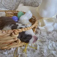 AKC Liver Panda Female GSD, a female German Shepherd Dog for sale in Muscatine, IA – Photo 5 of 8