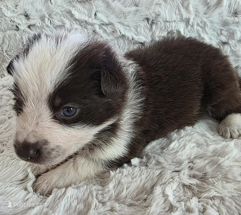 AKC Liver Panda Female GSD – German Shepherd Dog puppy for sale in Muscatine, IA