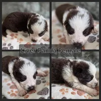 AKC Liver Panda Female GSD, a female German Shepherd Dog for sale in Muscatine, IA – 9 of 10
