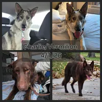 AKC Liver Sable Long Coat Female, a female German Shepherd Dog for sale in Muscatine, IA – 10 of 10