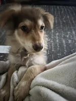 AKC Liver Sable Long Coat Female, a female German Shepherd Dog for sale in Muscatine, IA – 8 of 10
