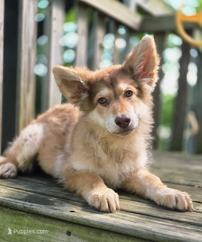 AKC Liver Sable Long Coat Female – German Shepherd Dog puppy for sale in Muscatine, IA