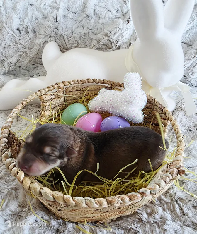 AKC Liver Sable Female GSD – German Shepherd Dog puppy for sale in Muscatine, IA