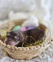 AKC Liver Sable Female GSD, a female German Shepherd Dog for sale in Muscatine, IA – Photo 8 of 10