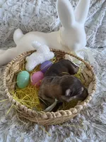 AKC Liver Sable Female GSD, a female German Shepherd Dog for sale in Muscatine, IA – Photo 4 of 10