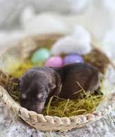 AKC Liver Sable Female GSD, a female German Shepherd Dog for sale in Muscatine, IA – Photo 7 of 10