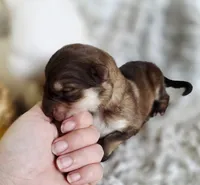 AKC Liver Sable Female GSD, a female German Shepherd Dog for sale in Muscatine, IA – Photo 9 of 10