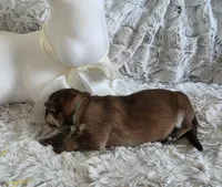 AKC Liver Sable Female GSD, a female German Shepherd Dog for sale in Muscatine, IA – Photo 5 of 10