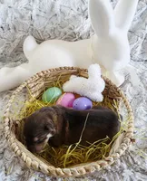 AKC Liver Sable Female GSD, a female German Shepherd Dog for sale in Muscatine, IA – Photo 10 of 10