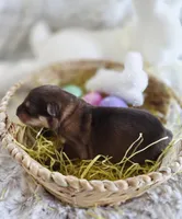 AKC Liver Sable Female GSD, a female German Shepherd Dog for sale in Muscatine, IA – Photo 6 of 10