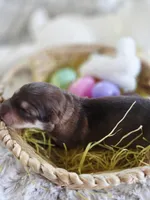 AKC Liver Sable Female GSD, a female German Shepherd Dog for sale in Muscatine, IA – Photo 3 of 10