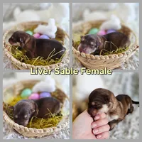 AKC Liver Sable Female GSD, a female German Shepherd Dog for sale in Muscatine, IA – Photo 2 of 10