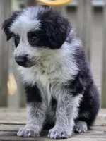 AKC Black Panda Male Long Coat GSD, a male German Shepherd Dog for sale in Muscatine, IA – 5 of 10