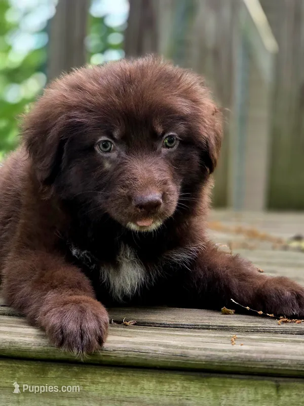 AKC Liver Female Long Coat GSD – German Shepherd Dog puppy for sale in Muscatine, IA