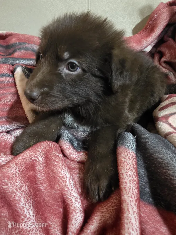 AKC Liver Female Long Coat GSD – German Shepherd Dog puppy for sale in Muscatine, IA