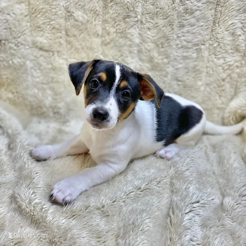 Fat Boy – Jack Russell Terrier puppy for sale in Locust Grove, VA