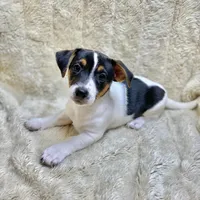 Fat Boy, a male Jack Russell Terrier for sale in Locust Grove, VA – Photo 5 of 7