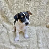 Fat Boy, a male Jack Russell Terrier for sale in Locust Grove, VA – Photo 4 of 7