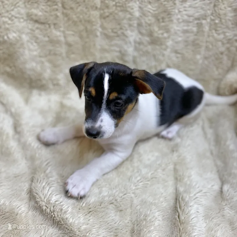 Fat Boy – Jack Russell Terrier puppy for sale in Locust Grove, VA