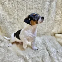 Fat Boy, a male Jack Russell Terrier for sale in Locust Grove, VA – Photo 3 of 7