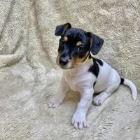 Patches/Batman, a male Jack Russell Terrier for sale in Locust Grove, VA – Photo 5 of 7