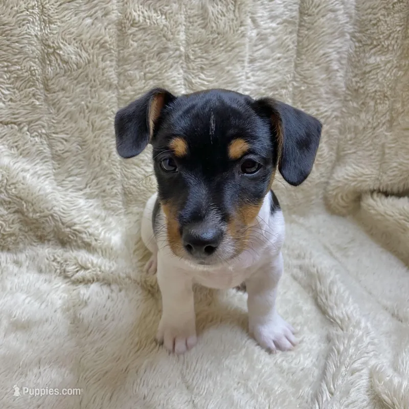 Patches/Batman – Jack Russell Terrier puppy for sale in Locust Grove, VA