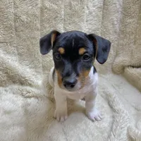 Patches/Batman, a male Jack Russell Terrier for sale in Locust Grove, VA – Photo 1 of 7