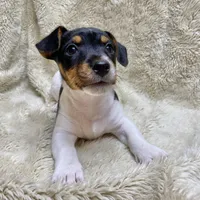 Patches/Batman, a male Jack Russell Terrier for sale in Locust Grove, VA – Photo 3 of 7