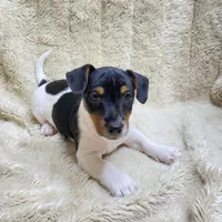 Patches/Batman, a male Jack Russell Terrier for sale in Locust Grove, VA – Photo 2 of 7