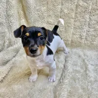 Patches/Batman, a male Jack Russell Terrier for sale in Locust Grove, VA – Photo 4 of 7
