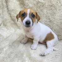 Brownie, a male Jack Russell Terrier for sale in Locust Grove, VA – Photo 2 of 8