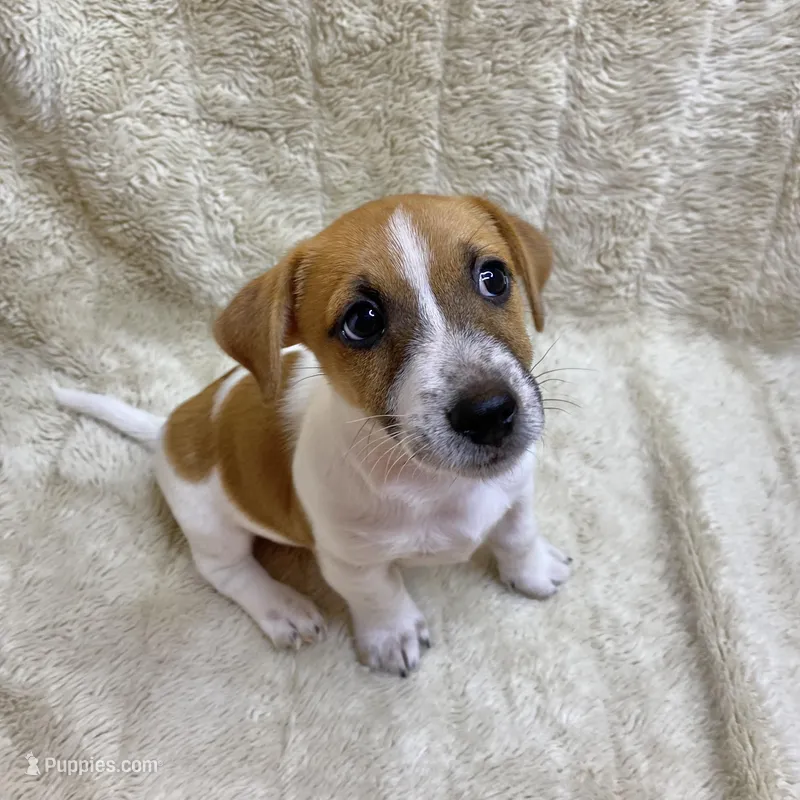 Brownie – Jack Russell Terrier puppy for sale in Locust Grove, VA