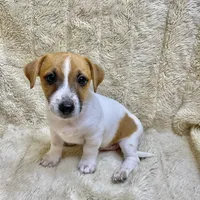 Brownie, a male Jack Russell Terrier for sale in Locust Grove, VA – Photo 5 of 8