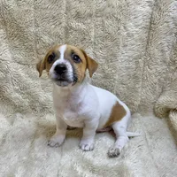 Brownie, a male Jack Russell Terrier for sale in Locust Grove, VA – Photo 4 of 8